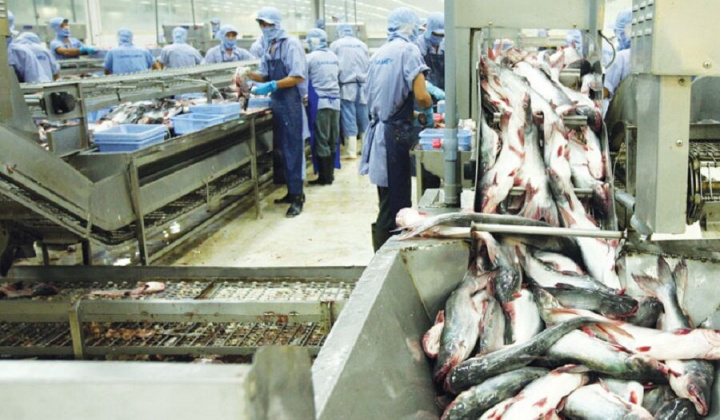 Xuất khẩu cá tra sang Trung Quốc tăng mạnh dịp cuối năm