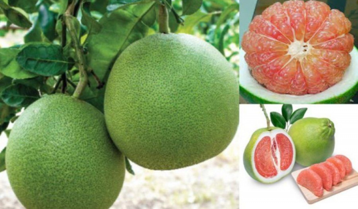 Bưởi Việt Nam chính thức được vào thị trường Mỹ
