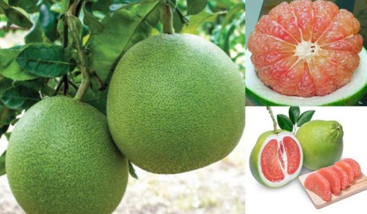 Bưởi Việt Nam chính thức được vào thị trường Mỹ