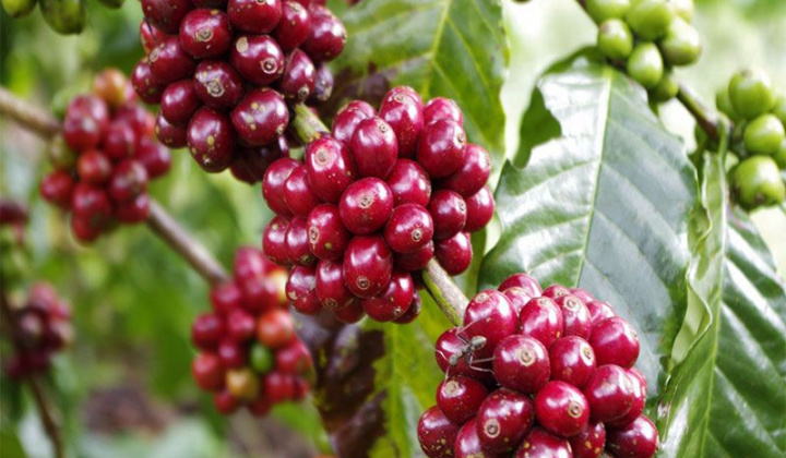 Đắk Lắk phát động cuộc thi video clip giới thiệu cà phê Buôn Ma Thuột