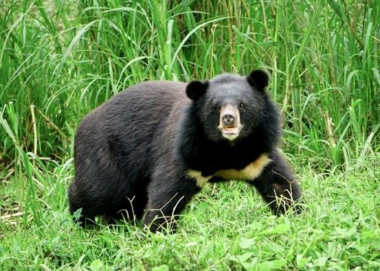 Cơ sở bảo tồn gấu Ninh Bình: Kỷ niệm 5 năm chuyến cứu hộ gấu đầu tiên