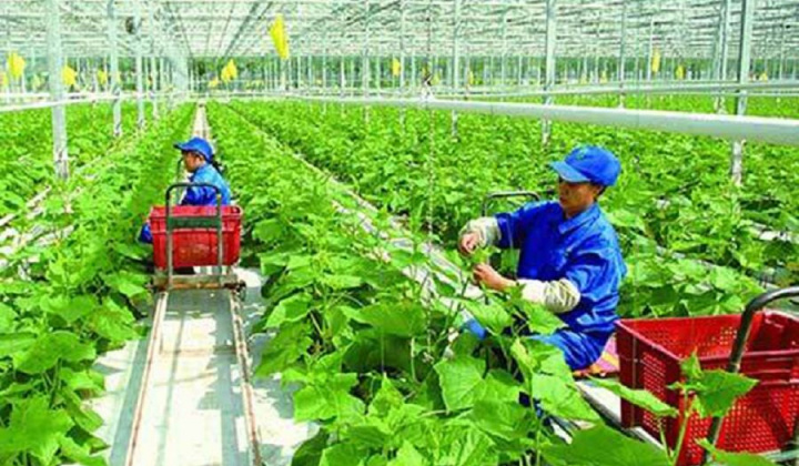 HTX ứng dụng công nghệ cao vào sản xuất (Bài 2) Hỗ trợ các HTX ứng dụng KHCN vào sản xuất