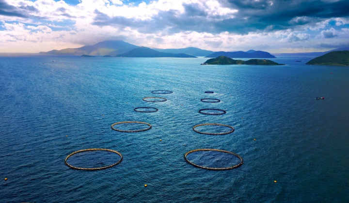 Australis Aquaculture Vietnam Ltd: Positioning itself in the aquaculture industry