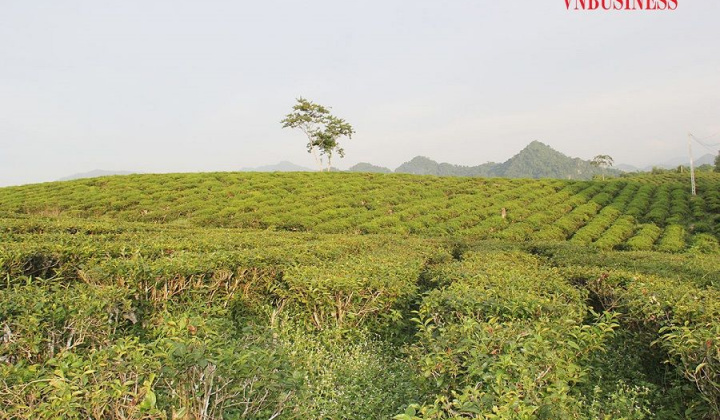 OCOP nâng chất cho các HTX tỉnh Tuyên Quang (Bài 3): Đồng hành cùng HTX