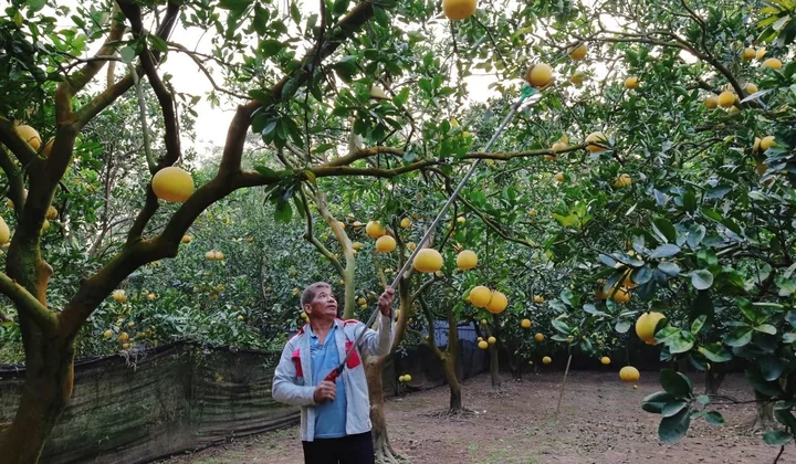 Thủ phủ bưởi Diễn tất bật bán vụ Tết