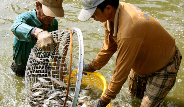 Tổ chức Lễ hội cá tra lần thứ nhất năm 2022 tại Đồng Tháp