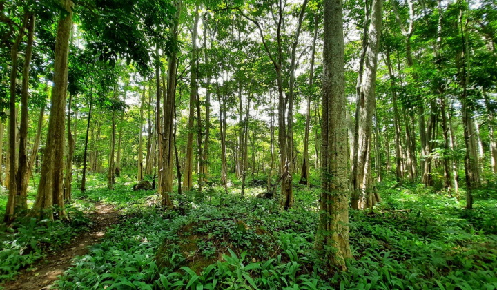 BQL VQG Chư Mom Ray: Nỗ lực giữ gìn “lá phổi xanh” vùng Bắc Tây Nguyên