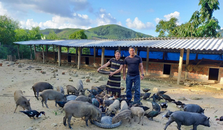 Huyện Ba Tơ (Quảng Ngãi) nỗ lực giảm nghèo bền vững