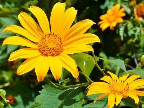 Ngắm trọn vẻ đẹp “ngọt ngào” của loài hoa dã quỳ ngay “giữa lòng” Thủ đô