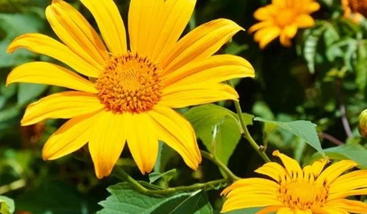 Ngắm trọn vẻ đẹp “ngọt ngào” của loài hoa dã quỳ ngay “giữa lòng” Thủ đô