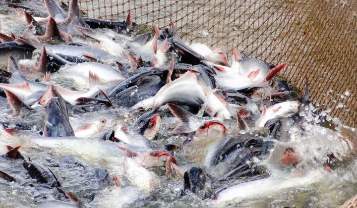 Kim ngạch xuất khẩu cá tra sang EU tăng trở lại sau nhiều tháng giảm sâu