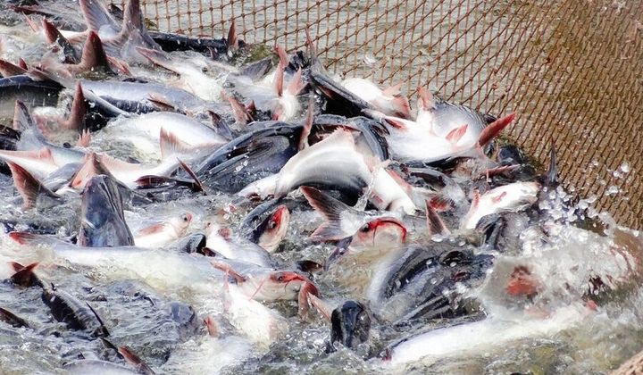 Kim ngạch xuất khẩu cá tra sang EU tăng trở lại sau nhiều tháng giảm sâu