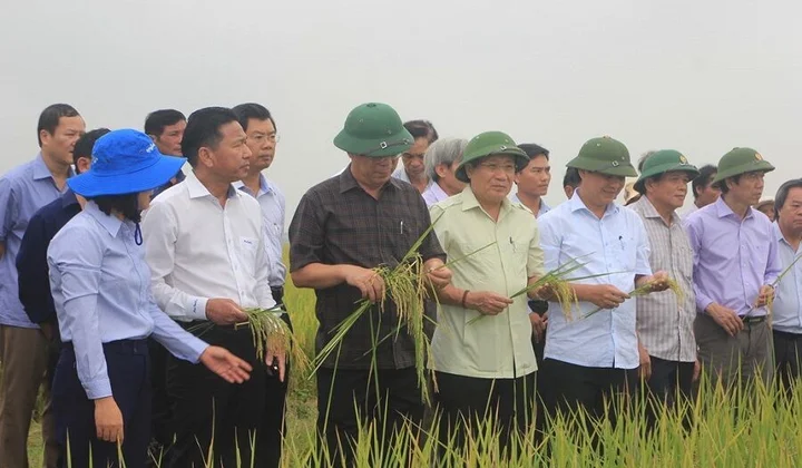 Quảng Trị trên đường chiến thắng - Bài 3: Chuyện “hai nhà” làm nông nghiệp hữu cơ