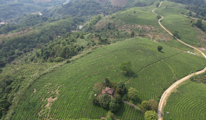 Tâm trà Linh Dương: “Từ tâm nâng tầm sản phẩm”