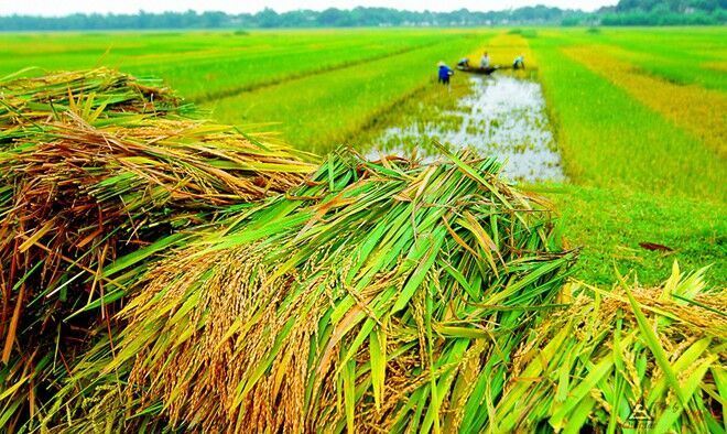 Chính sách mới về hỗ trợ bảo hiểm nông nghiệp