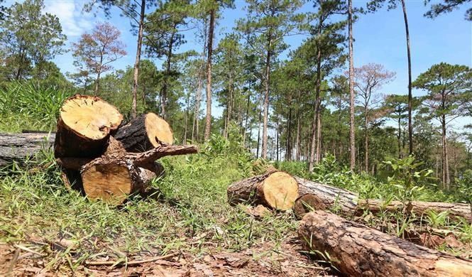 Xử lý nghiêm các vụ phá rừng, lấn chiếm đất rừng