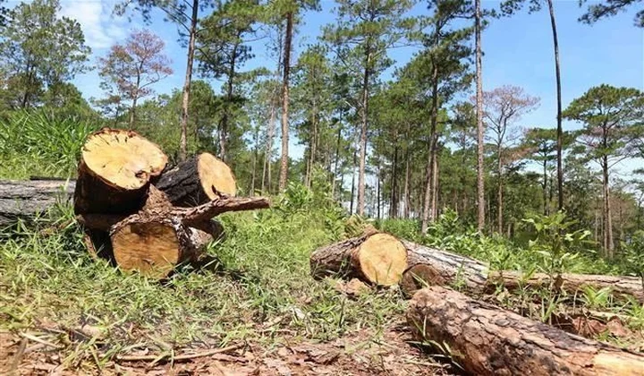 Xử lý nghiêm các vụ phá rừng, lấn chiếm đất rừng