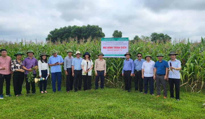 Hà Tĩnh – lúa thảo dược, lạc đen, ngô tím theo chuỗi giá trị trước thềm hội nhập