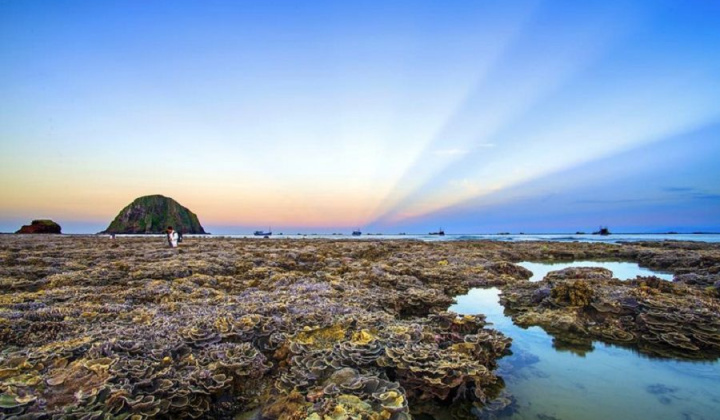 Vi vu xứ hoa vàng, cỏ xanh Phú Yên - Check-in ở đâu, ăn gì ngon?