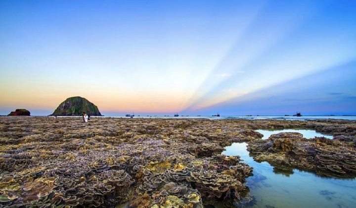 Vi vu xứ hoa vàng, cỏ xanh Phú Yên - Check-in ở đâu, ăn gì ngon?