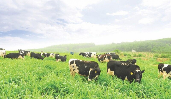 Dòng sữa tươi sạch khẳng định chữ “thật” trong suốt 13 năm qua