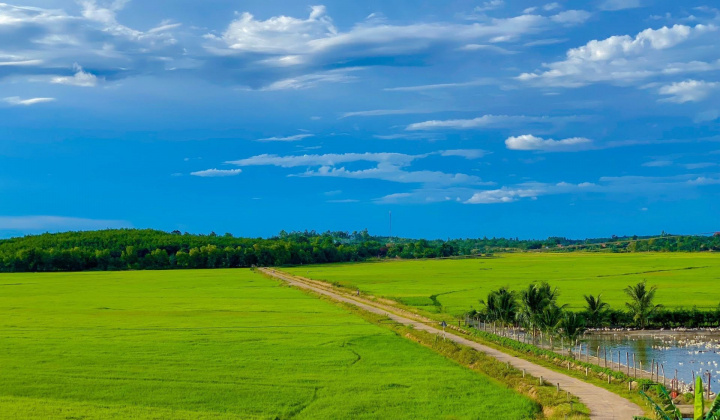 Đắk Lắk: Vụ đông xuân 2021-2022 toàn tỉnh thu hoạch trên 55.000 ha, chiếm 86,3% kế hoạch