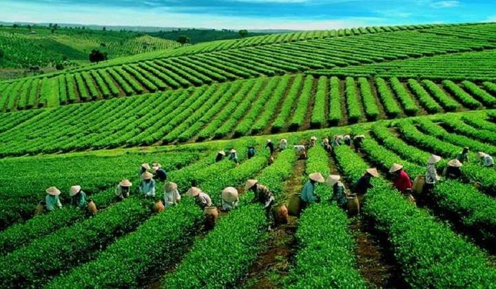 Xúc tiến xuất khẩu chè Lai Châu vào thị trường Trung Đông, Bắc Phi và Nam Á