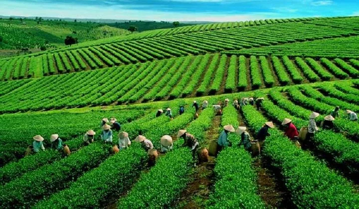 Xúc tiến xuất khẩu chè Lai Châu vào thị trường Trung Đông, Bắc Phi và Nam Á