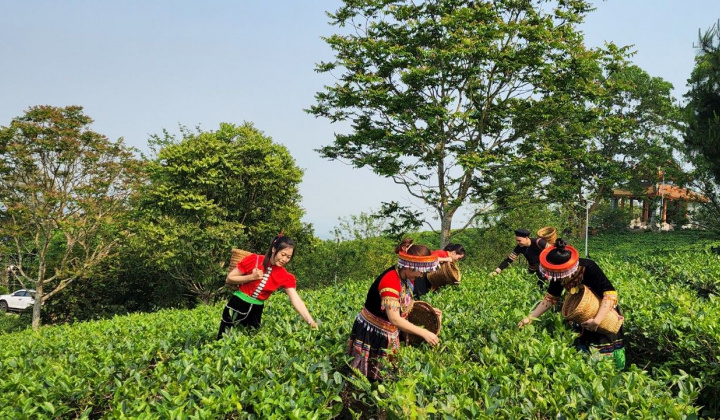 Tâm trà Linh Dương: Phát triển du lịch xanh giữa lòng thành phố