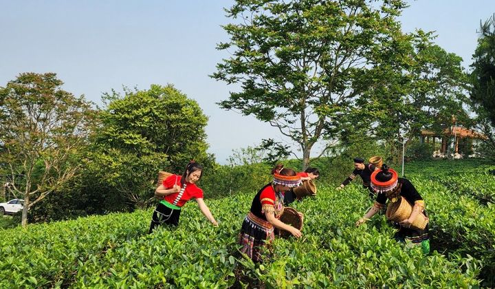 Tâm trà Linh Dương: Phát triển du lịch xanh giữa lòng thành phố