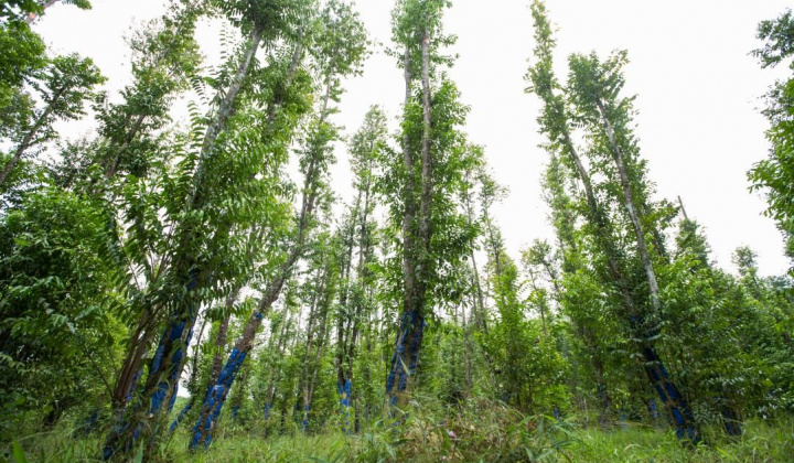 TTT ngược dòng “ngậm ngải tìm trầm”