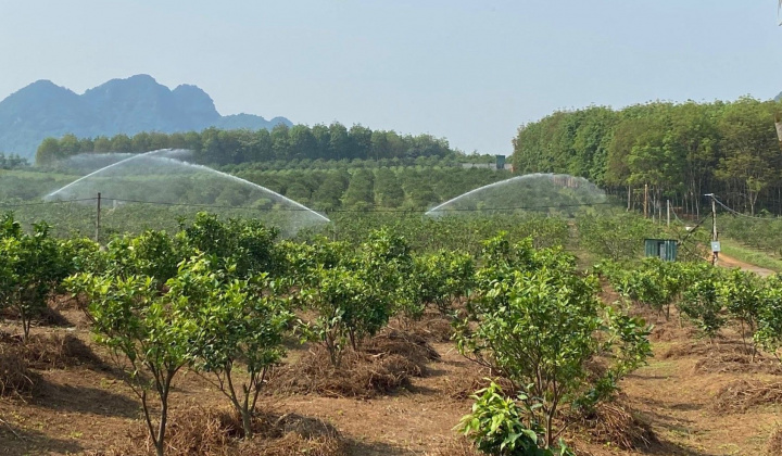 Nghệ An - Ngành nông nghiệp tăng trưởng ấn tượng