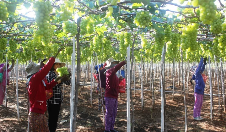 Ninh Thuận thu hút đầu tư nông nghiệp công nghệ cao với kinh phí 9,4 tỷ đồng