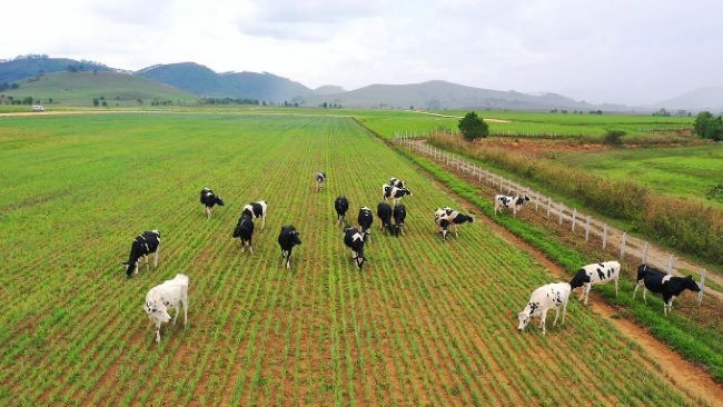Vinamilk vào Top 5 cổ phiếu đáng quan tâm của Đông Nam Á