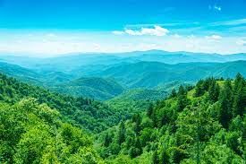 Phát triển lâm nghiệp trở thành ngành kinh tế - kỹ thuật hiện đại