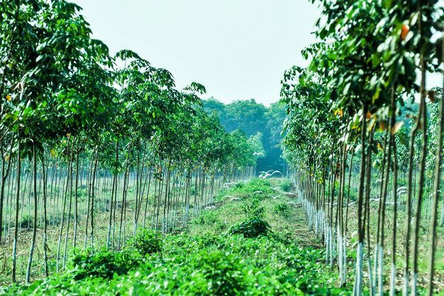 Ấn tượng về SXKD 6 tháng đầu năm của Công ty TNHH-MTV Cao su Quảng Trị