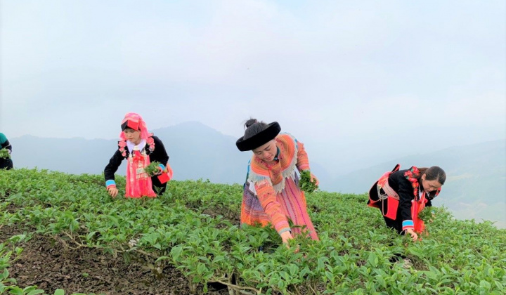 Mường Khương: Xây dựng nền nông nghiệp phát triển bền vững