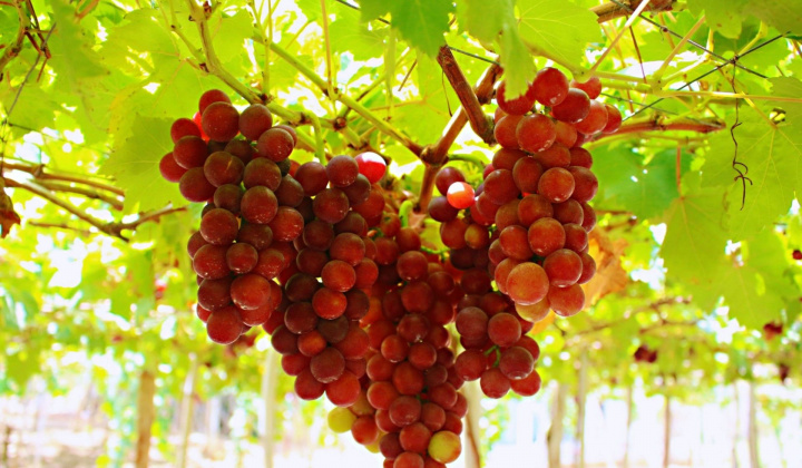 Chìm đắm vào vẻ đẹp mọng nước của vườn nho Thanh Thủy, Ninh Thuận