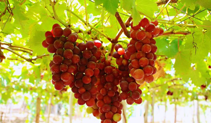 Chìm đắm vào vẻ đẹp mọng nước của vườn nho Thanh Thủy, Ninh Thuận