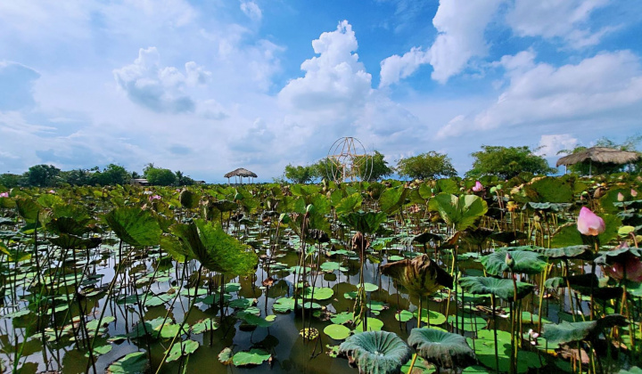 Làng sen giữa sa mạc cát Ninh Thuận