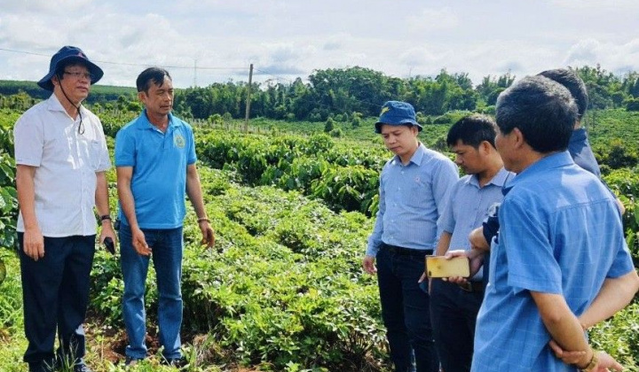 Gia Lai: Nông nghiệp hữu cơ, hướng đi mới cho sản xuất nông nghiệp