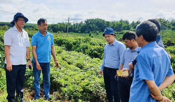 Gia Lai: Nông nghiệp hữu cơ, hướng đi mới cho sản xuất nông nghiệp