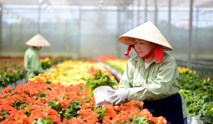 Hỗ trợ nông dân, phục hồi phát triển nông nghiệp, nông thôn bền vững