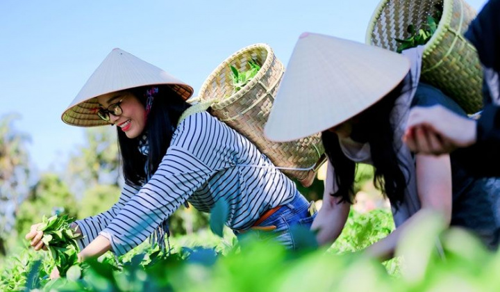 Phát triển du lịch nông thôn gắn với phát huy tiềm năng, lợi thế về nông nghiệp, làng nghề