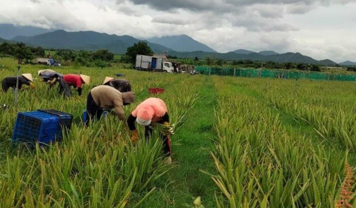 Ninh Thuận: Tập trung triển khai 19 chính sách phục hồi và phát triển kinh tế - xã hội