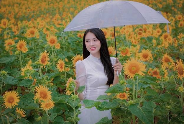 Khám phá vẻ đẹp cánh đồng hoa hướng dương đang khoe sắc ở Thái Nguyên