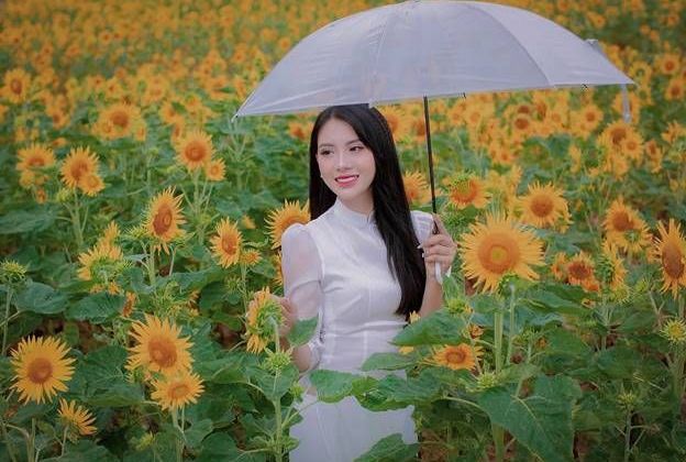Khám phá vẻ đẹp cánh đồng hoa hướng dương đang khoe sắc ở Thái Nguyên