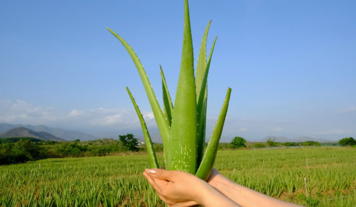 Nha Đam – Sản phẩm nông nghiệp “mới, chủ lực” của tỉnh Ninh Thuận