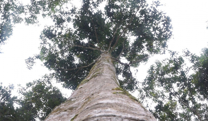 Thờ ông Tổ nghề trồng Quế - nét đẹp trong tín ngưỡng của đồng bào Dao đỏ