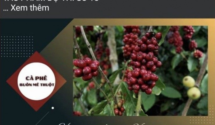 Đắk Lắk: Cuộc thi video clip giới thiệu về Cà phê Buôn Ma Thuột sẽ có 06 giải thưởng